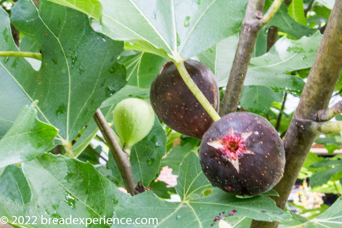 ripe figs on the tree