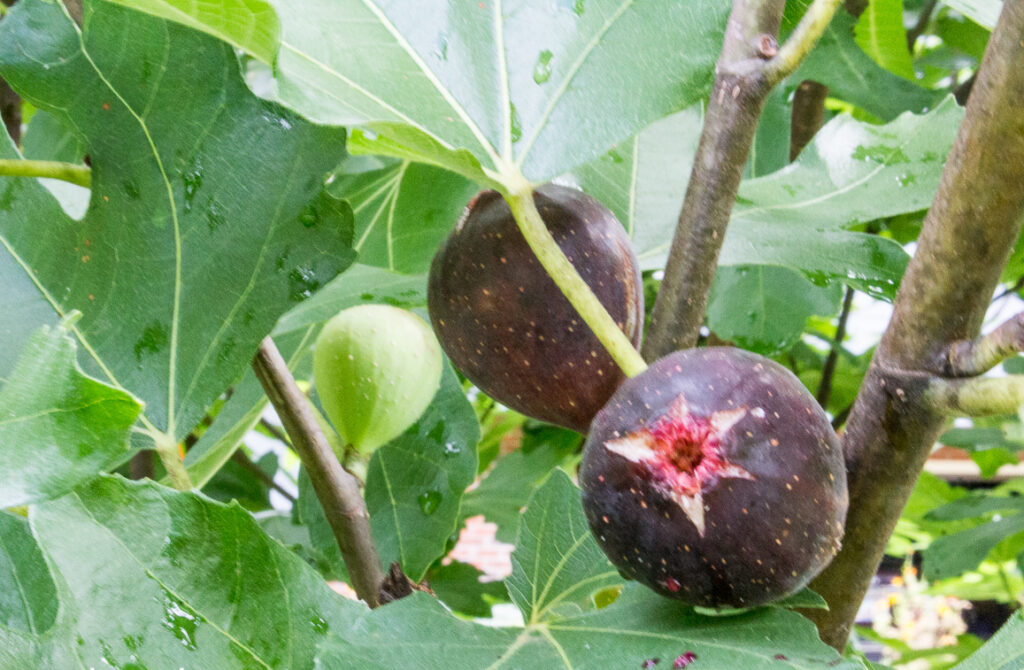 Ripe figs on my fig tree