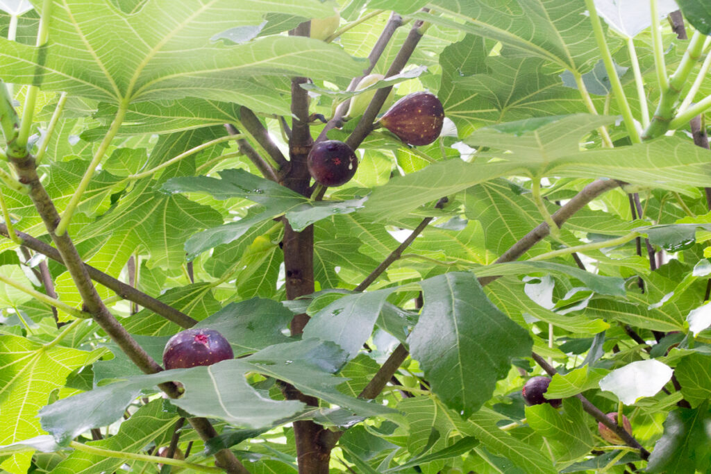 Fig tree with ripe figs