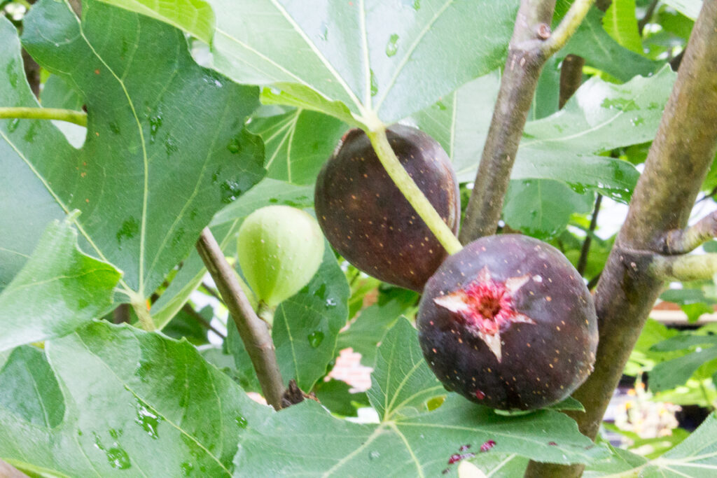 Big juicy figs on the tree